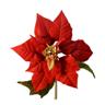 Poinsettia