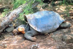 tortoise-150